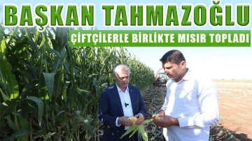 Başkan Tahmazoğlu çiftçilerle birlikte mısır topladı