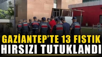 Gaziantep’te 13 fıstık hırsızı tutuklandı