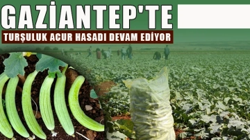 Gaziantep'te turşuluk acur hasadı devam ediyor