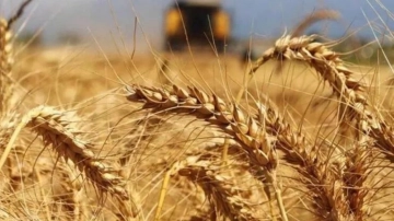 TMO, 470 bin ton buğday aldı
